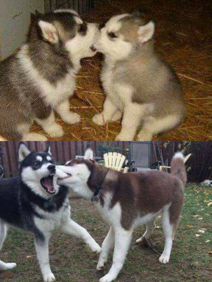 Месть- блюдо холодное