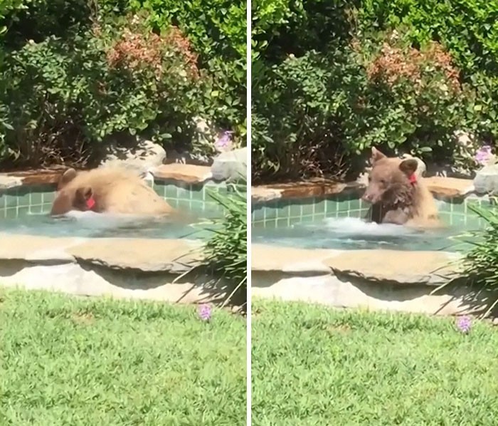 In the USA, a bear came to a private house, swam in the pool and drank a Margarita cocktail - The Bears, Fearfully, Margarita, Swimming pool