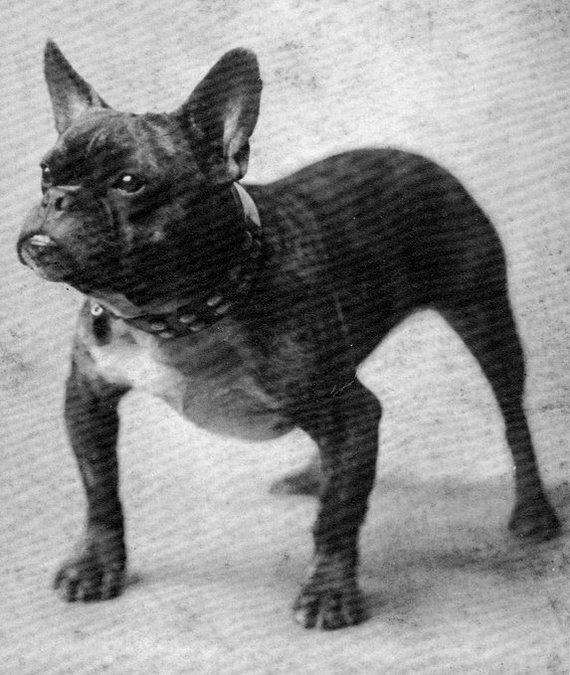 About breeds of dogs. - Dog, Dog breeds, French Bulldog, Video, Longpost