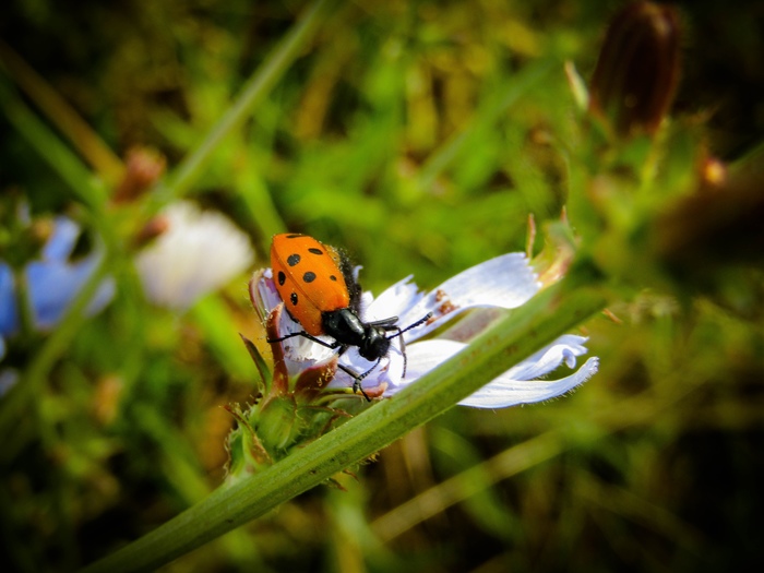 Insect - My, Insects, The photo, Macro, Macro photography