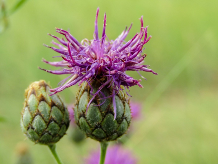 Centaurea apiculata - My, The photo, Beginning photographer, Flowers, Nature, Samarskaya luka