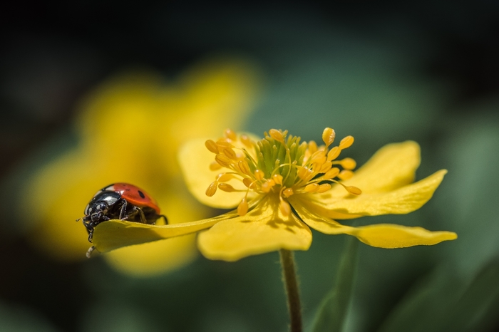 On vacation - My, Macro photography, Macro