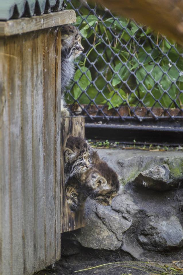 So small, but already manula - Pallas' cat, cat, Novosibirsk Zoo, Longpost