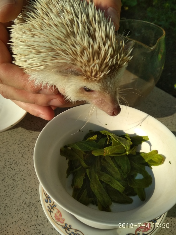 Чайный мир: Начало.