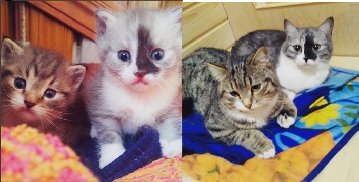 My cats. - cat, My, It Was-It Was, Milota