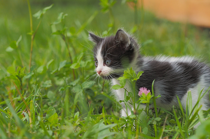 Милота в Николо Поле - Кот, Длиннопост, Котята, Моё, Моё, Милота