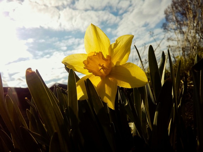 evening flower - Nature, The photo, Flowers, My