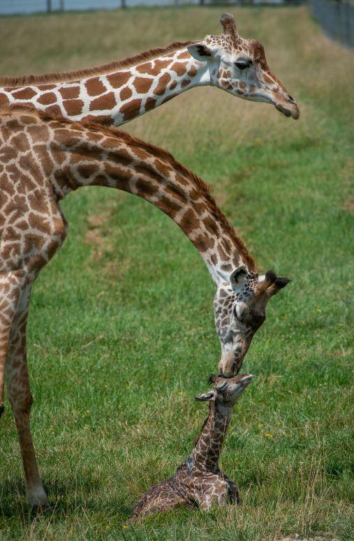 Giraffe tenderness - Giraffe, Kiss, Mum, The photo, Animals