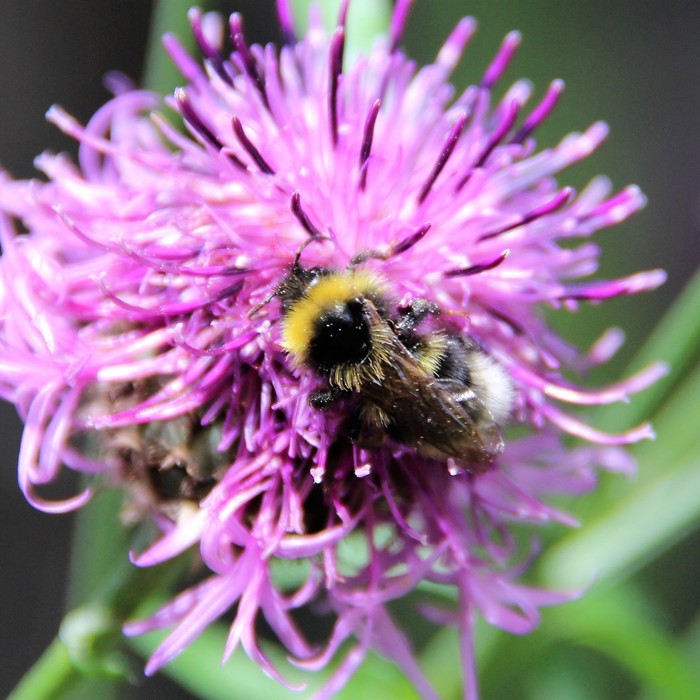 Bumblebee. - My, beauty of nature, Bumblebee