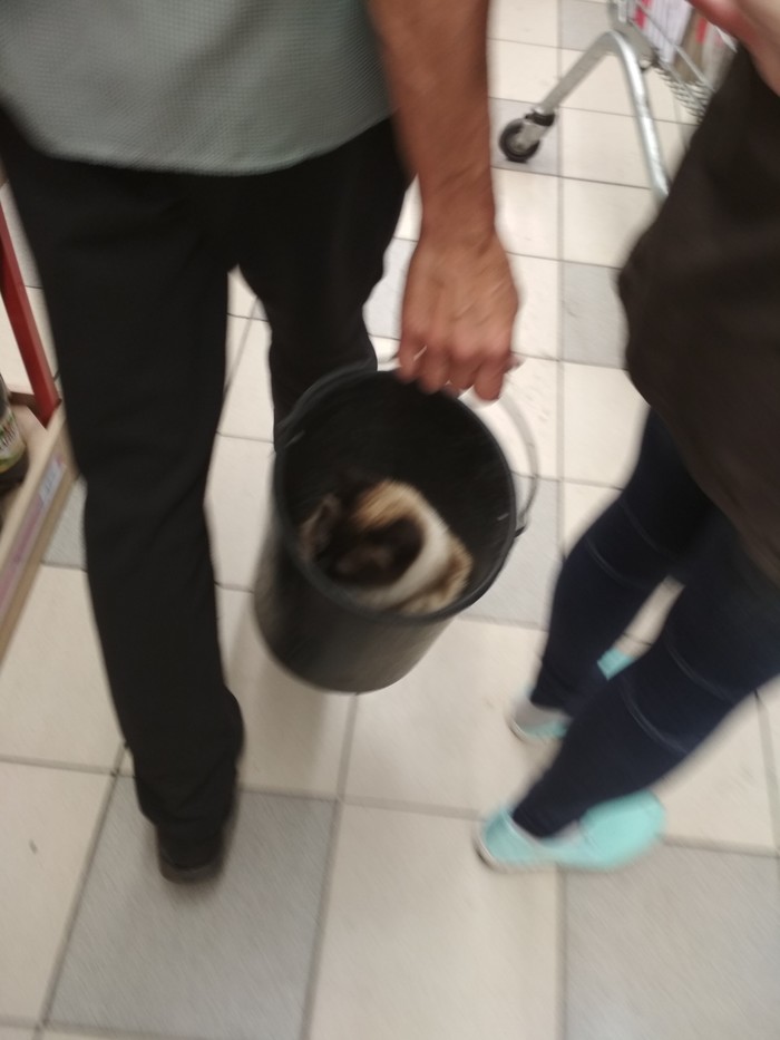 Just a guy in a store with a cat in a bucket - My, Varus, cat, Bucket