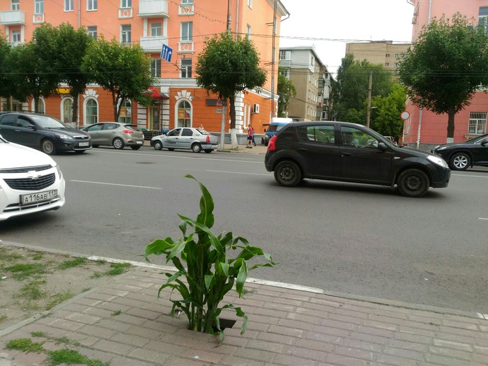 Ответ Тульскому подсолнуху )) - Рязань, Кукуруза, Фотография