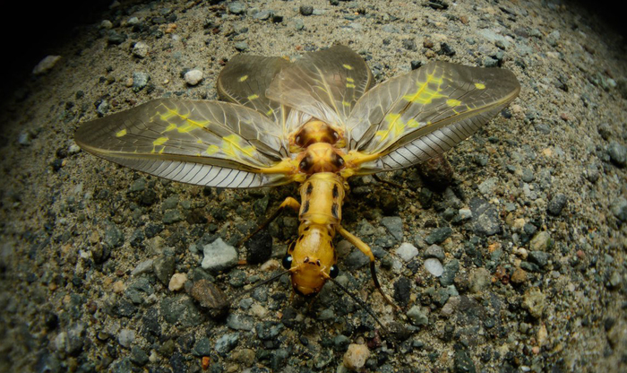 Another new insect - Insects, Macro photography, Twitter