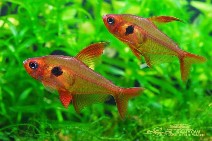 Hyphessobrycon sweglesi