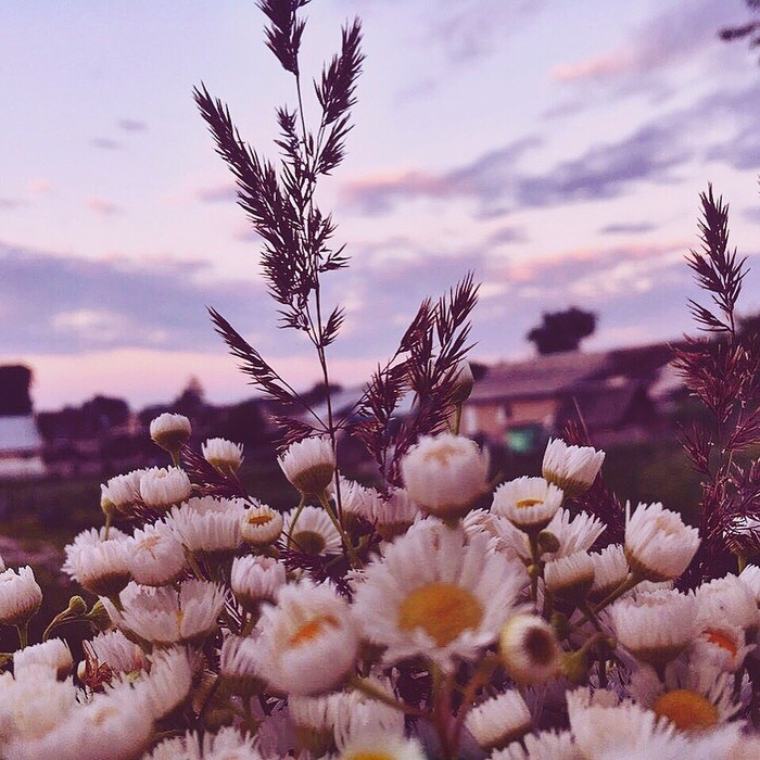 pink mood) - My, Beginning photographer, The photo, Summer, Field, Flowers, Road