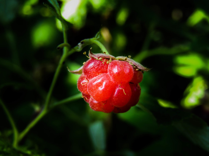 Country photos - My, The photo, Beginning photographer, Nature, Macro, Macro photography, Summer, Longpost