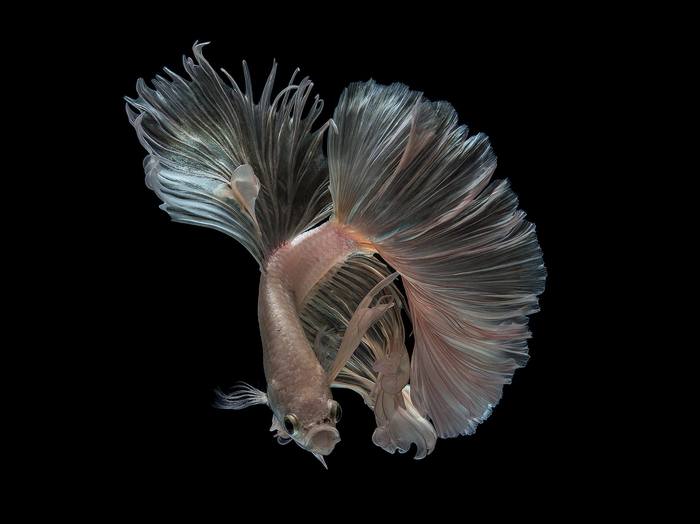 Белый петушок