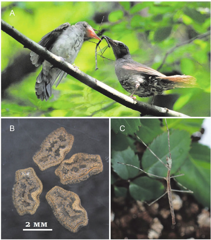 Stick insects reproduce by seeds - The science, Biology, Reproduction, Birds, Insects, Copy-paste, Elementy ru, Longpost