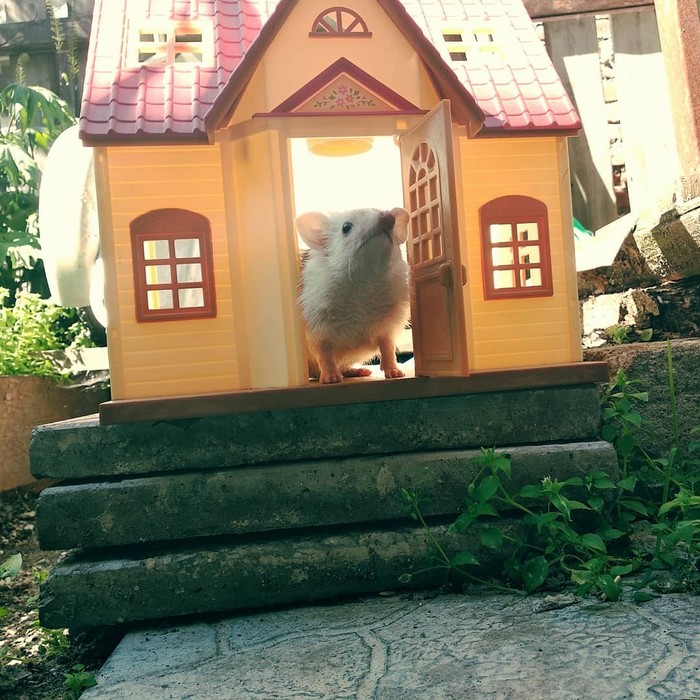 Yezhov's estate Yozhkin house? - My, Pets, African pygmy hedgehog, , GIF, Longpost