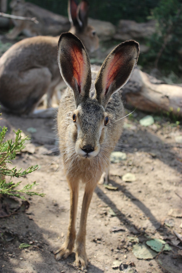 Ushan - Hare, The photo, Animals, Hare House