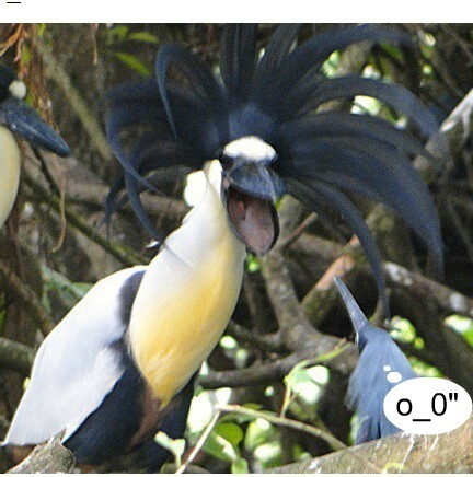 An unusual bird called the shuttlebill - Birds, Ornithology, Interesting, Unusual, Article, Nature, Biology, Longpost