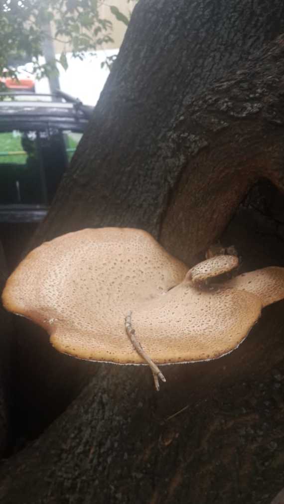 Scaly polypore (Polyporus squamosus) - My, Mushrooms, Tinder, Mushroom pickers, Longpost