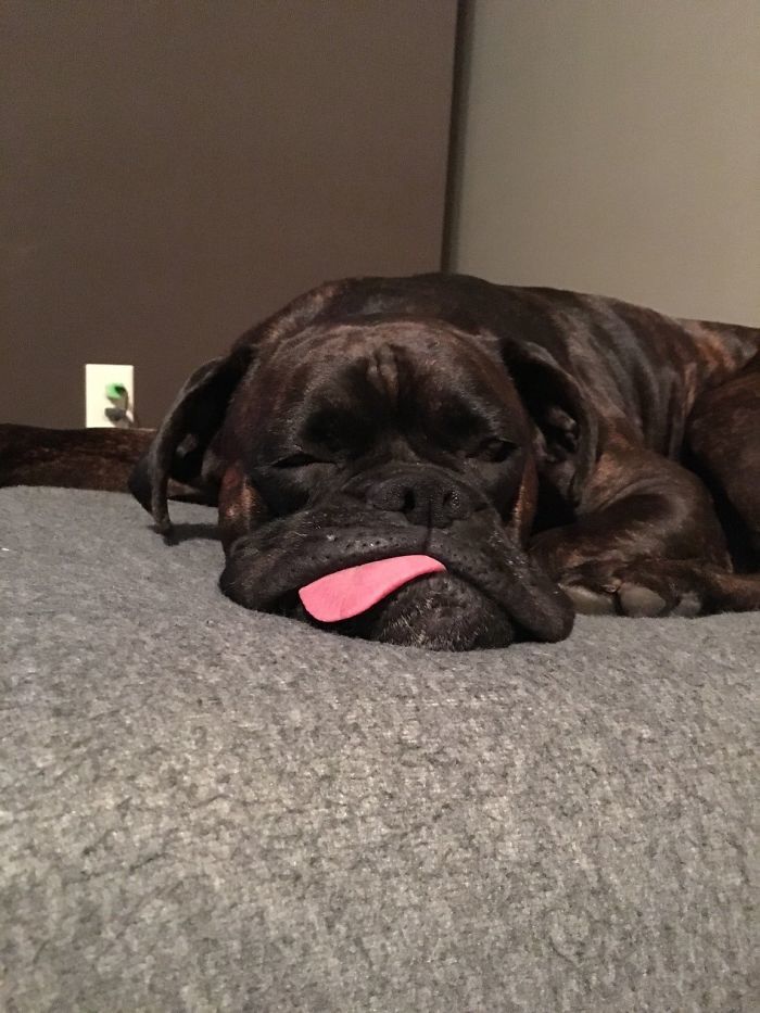 By the end of the work week. - Associations, , The photo, Boxer, Dog