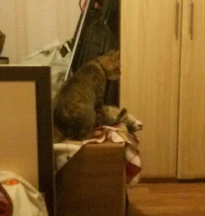 Душещипательная картина