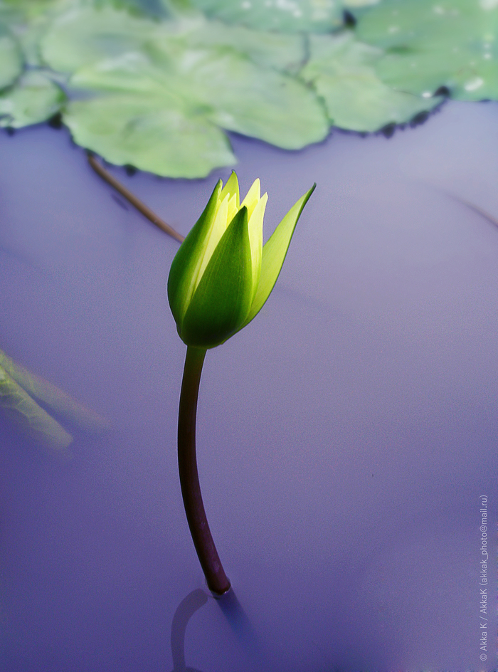 Nymphaeum - My, The photo, , , Water lily, Plants, beauty, Water, Flowers