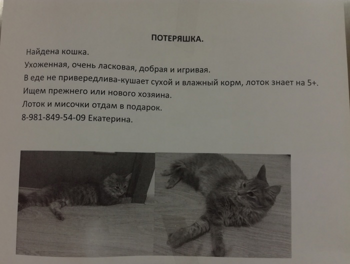 Cat looking for a home - No rating, cat, Saint Petersburg, , Lost cat, In good hands, Urgently, Murino