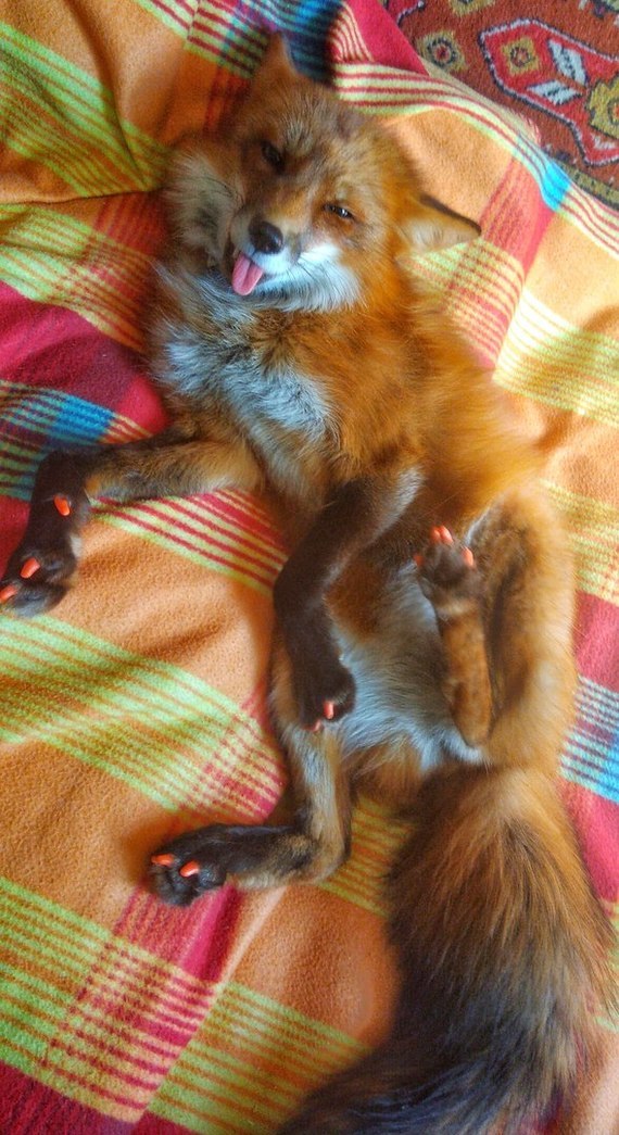 Whoop! Obscene photo from the children's group. - Fox, Domestic fox, Animals, The photo, Anti-scratches