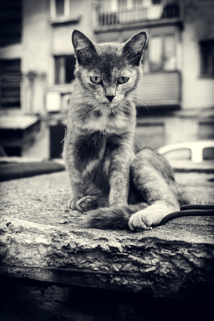 Нелёгкое бремя свободы. - Моё, Фото обиженного кота, Кот