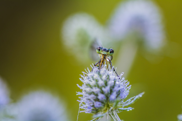 Good morning - My, Morning, Dragonfly