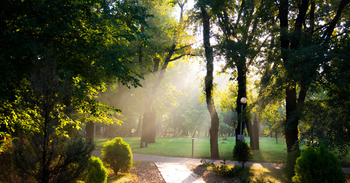 Лето парк. Парк Сосновый Краснодар. Парк Краснодар летом. Солнечное летнее утро в городе. Солнечное утро в парке.