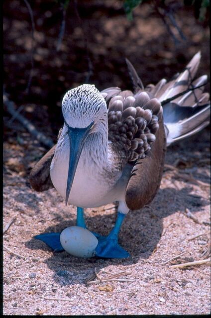 They are greeted by clothes and called by it - Booby, Birds, Longpost