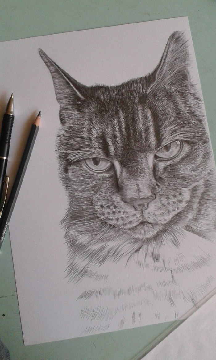 Cat. It has grown from a sketch into something more. - My, cat, Pencil drawing, Realism, Process, Simple pencil, Drawing