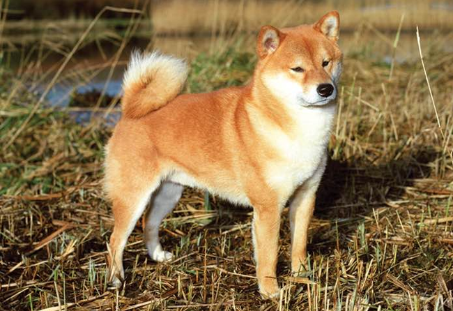 О породах собак. Японские шпицеобразные собаки, часть 2. Сиба-ину. | Пикабу