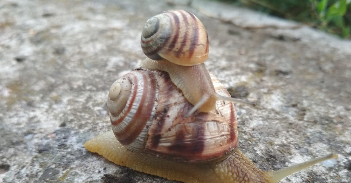 малазийская трубчатая улитка. флоридские древесные улитки. лужанка улитка. улитка ахатина. брюхоногие моллюски гастропода.