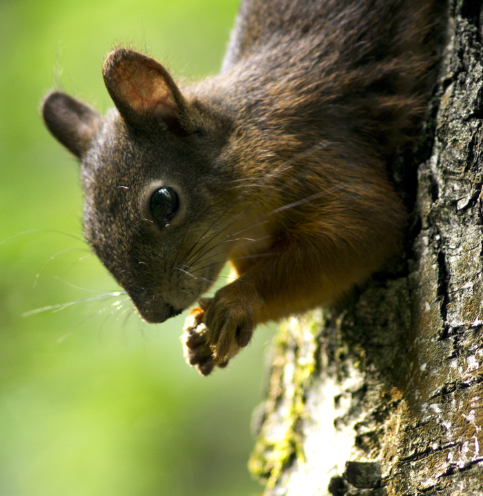 Squirrel - My, The photo, Squirrel, Forest, , Jupiter 21M, My, Longpost