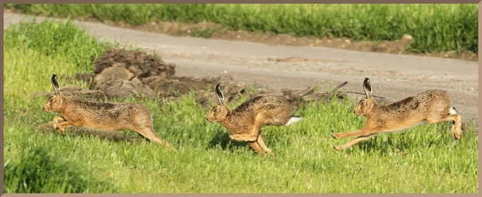 Hares in motion - Hare, Motion, Run, The photo, Animals, Milota