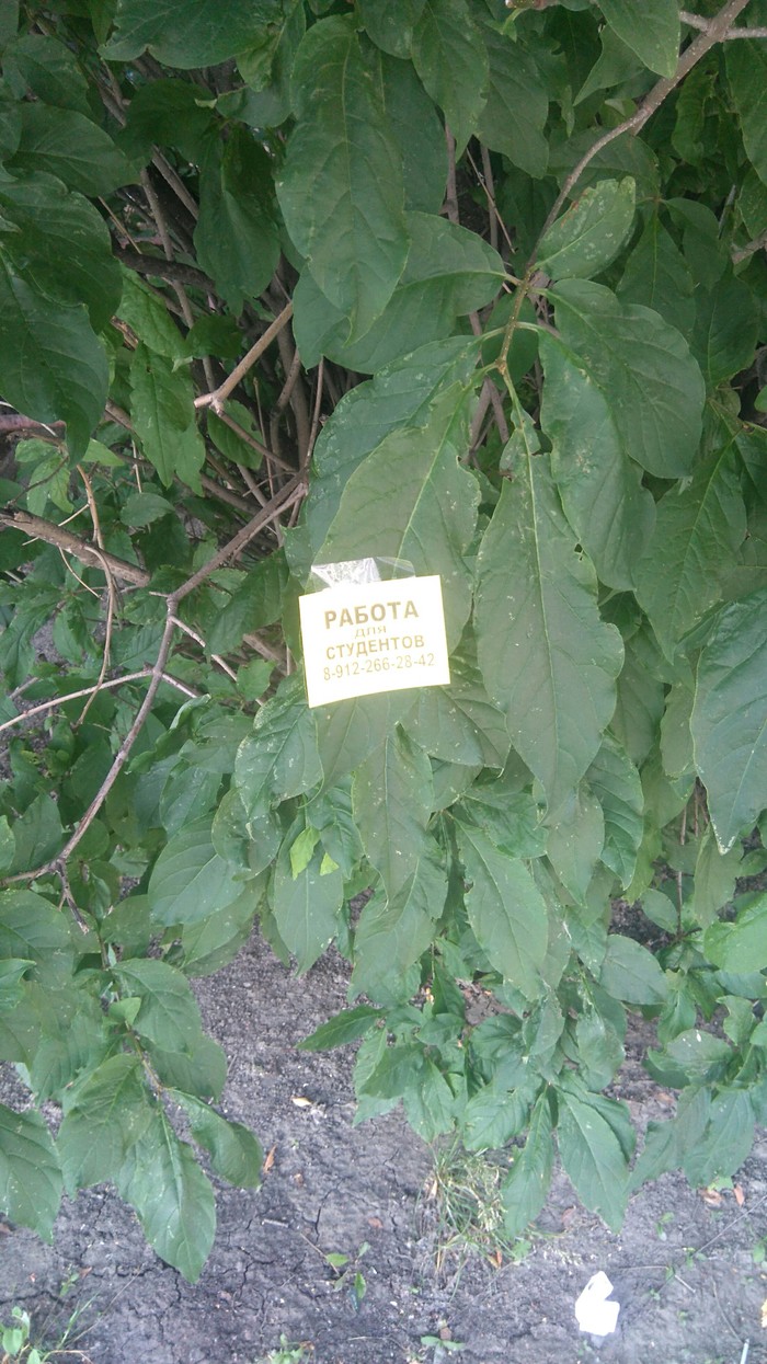 A new level of advertising - My, Advertising, My, Tree, Sheet