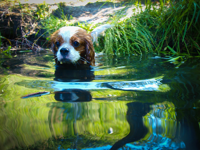 Собачье счастье | Пикабу