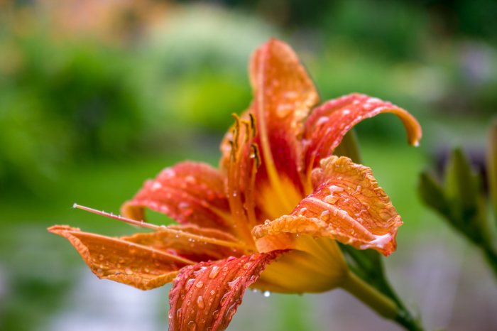 After the rain - Flowers, Longpost, Canon EOS 550D, Macro photography, Macro, My