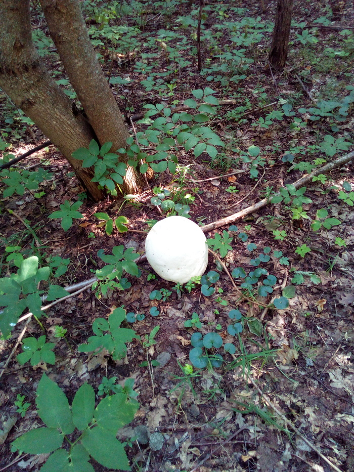 Такие разные грибы. Грибы, Лес, Природа, Белгородская область, Длиннопост