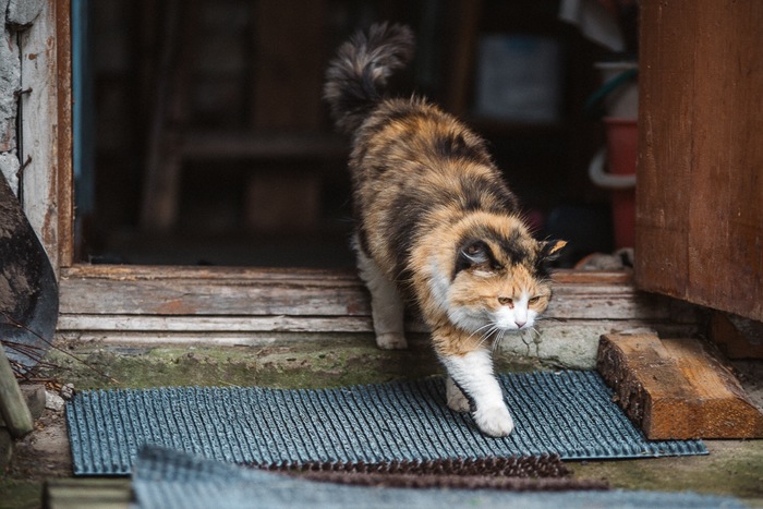 Деревенская кошка - Моё, Котомафия, Трехцветная кошка, Фотография, Питомец, Деревня, Длиннопост, Кот, Домашние животные, Животные