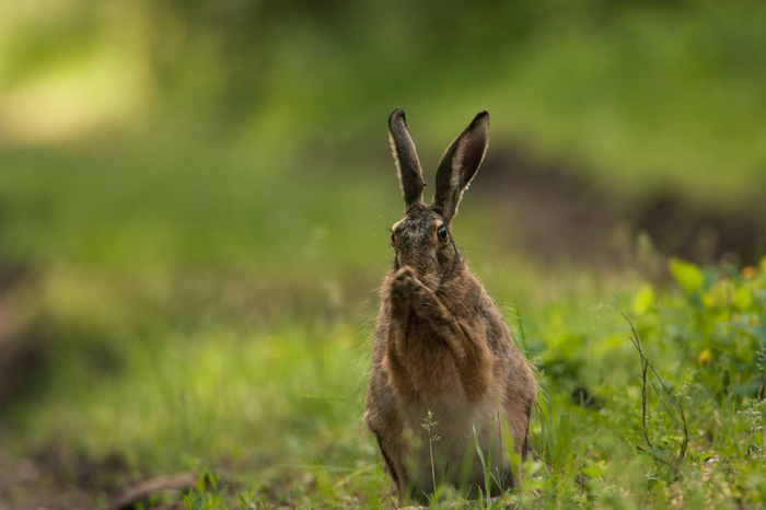 Apchi! - My, My, Hare, Animals, Nature, Forest