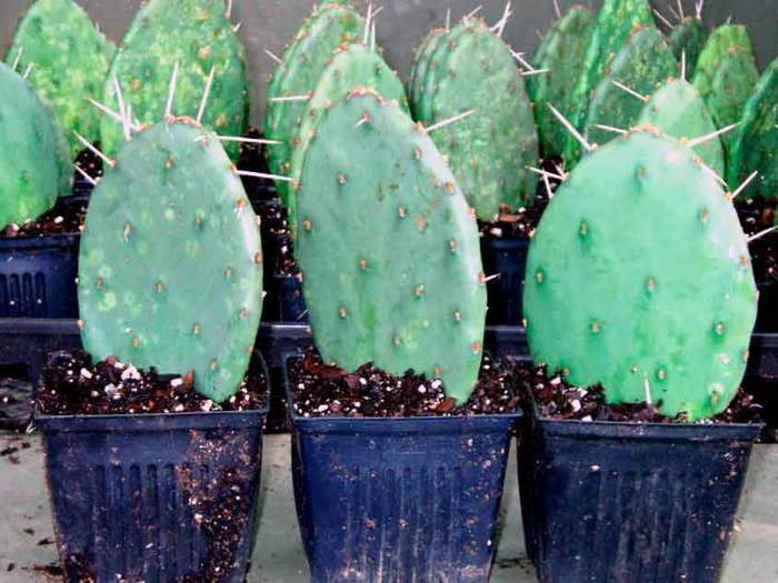 Cactus Igor and care for him. - My, Cactus, Friend, Opuntia, Care, Plant growing, Longpost
