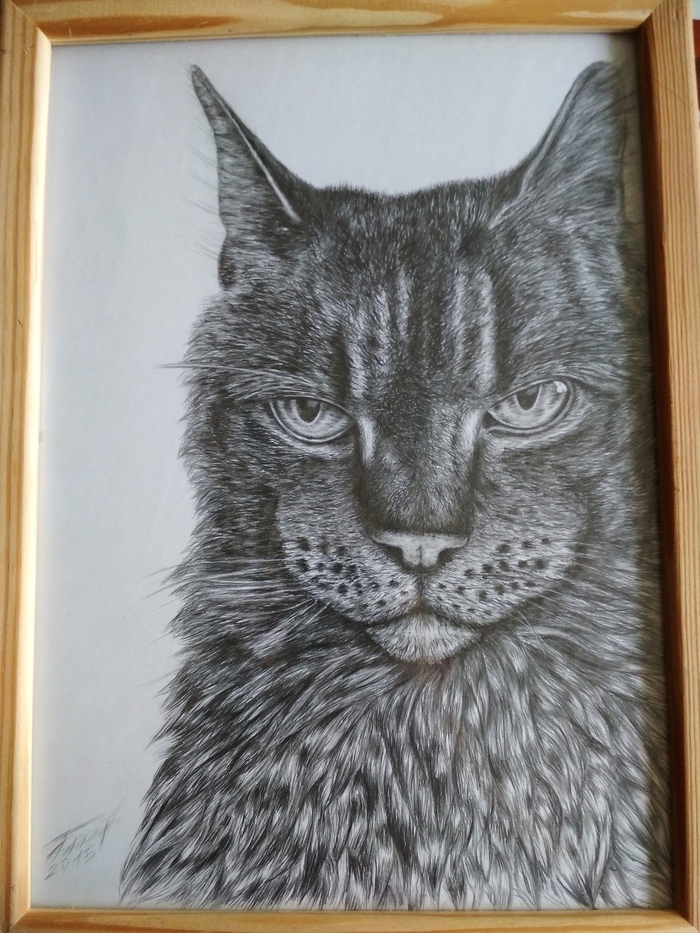 My graphics. This cat is looking at you like.... - My, Drawing, Graphics, Pencil drawing, cat, Realism