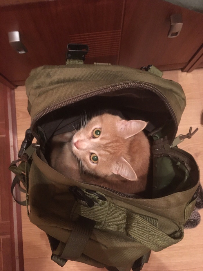 Ready for vacation! - My, cat, Vacation, Catomafia, Milota, Backpack