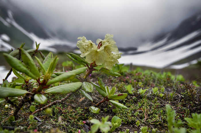 golden rhododendron - My, Kamchatka, Flowers, The photo, Macro, Rhododendron, Volcano, Russia, Nikon, Macro photography