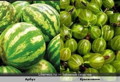 Watermelons in Karelia - My, Watermelon, Story, Grandmother, Gardening, Real life story
